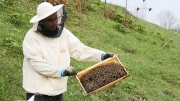 beekeeping