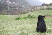 a dog and his bridge