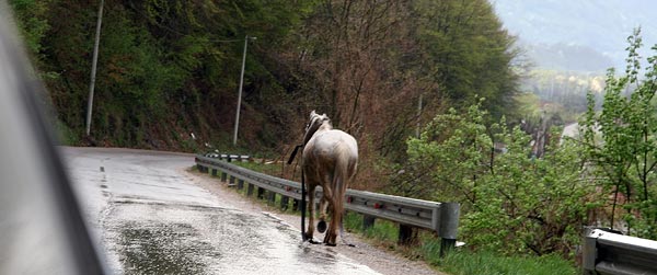 a horse taking himself for a walk, somewhere around Plav