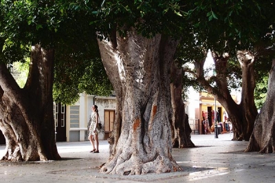Ficus benjamina (not your indoor variety), San Sebastian de la Gomera Ficus benjamina (not your indoor variety), San Sebastian de la Gomera
