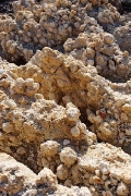 fossilized coral lumps