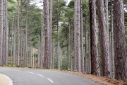 forÃªt communale between Vezanni & Vivario