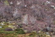 towards Lac de Mello, Restonica