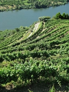 Douro valley tour, MesÃ£o Frio