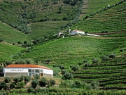 Douro valley tour