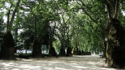 waiting for the Lisbon bus in Jardim do Cordoaria, Porto