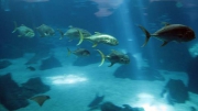 Caranx hippos (Crevalle jack), OceanÃ¡rio de Lisboa