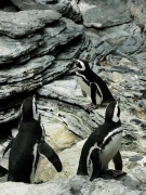 Spheniscus magellanicus (Magellanic penguin), OceanÃ¡rio de Lisboa