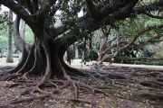 Jardim Botanico Tropical, Belem, Lisboa