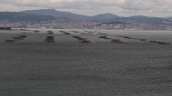 Mejillones, Ria de Vigo