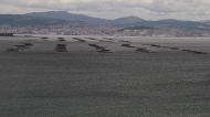 Mejillones, Ria de Vigo