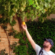 the forbidden fruit (Laranjinha found again!), Generalife, Granada Â©Jaka