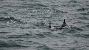 dolphins in Husavik