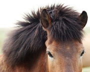 Fuzzy from Kviabryggja farm, Snaefellsness peninsula