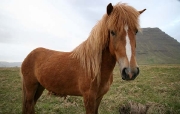 Bleached Brunette from Kviabryggja farm, Snaefellsness peninsula