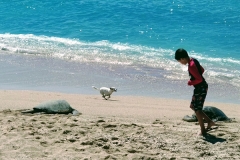 a dog, a boy & 2 turtles