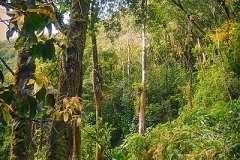 Pipiwai trail, Kipahulu