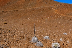 East Maui Silversword (Argyroxiphium sandwicense subsp. macrocephalum), Sliding sands trail, Haleakalā NP