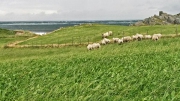 windswept sheep, Ferkingstad, KarmÃ¸y island Â©Jonna