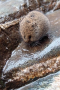 You know what this is if you're old enough to the remember the computer game named after these arctic rodents, Preikestolen