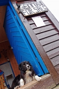 the most mellow collie I've ever met (selling goat cheese), StÃ¥vatn, Hardangervidda platteau