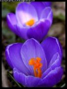 Crocus