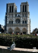 Notre dame