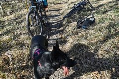 trail dog & passenger, Vipava