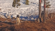 when a random stray dog sleeps next to your van all night about 20km from the nearest village Â©Jonna