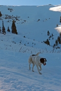 when a random stray dog follows you on a ski tour Â©Jonna