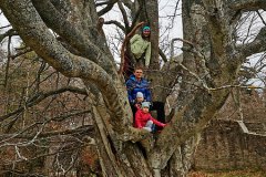 not quite the family tree in Glen Tanar