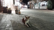 Dahab canine