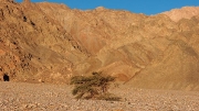 Wadi Shahira, Dahab