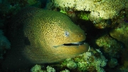 moray