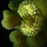 soft coral