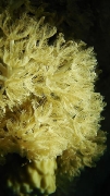 soft coral