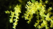 soft coral