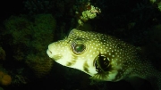 puffer