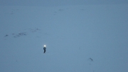 doing my best Pixar Luxo impersonation on a short evening tour above Haukelisetter Fjellstue, Â©N