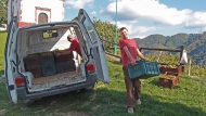 Zlatolas grape harvest, Tinsko Â©Jonna