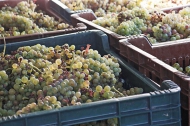 Zlatolas grape harvest, Tinsko Â©Jonna