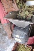 Zlatolas grape harvest, Tinsko Â©Jonna