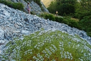 mathematical flower and Robinson sisters, Portafortuna, June 6th