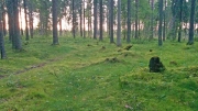 Hiekkanummi, her magical forest Â©Jonna