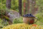 blueberry season, GullÃ¶ island, Ekenas archipelago Â©Jonna