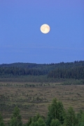 (once in a) blue moon from the tower in Torronsuon NP