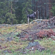 surprised (mama) moooooose on GullÃ¶ island Â©Jonna