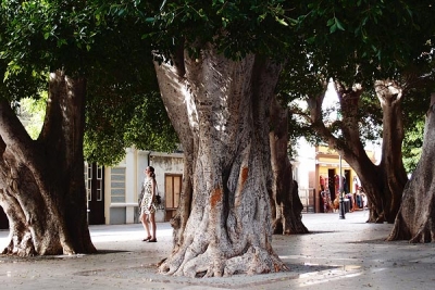 Ficus benjamina (not your indoor variety), San Sebastian de la Gomera