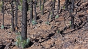 can\'t keep them down for long, rebirth after fire, Teide NP