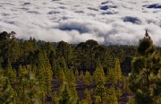 Parque Nacional del Teide, Â©Jonna